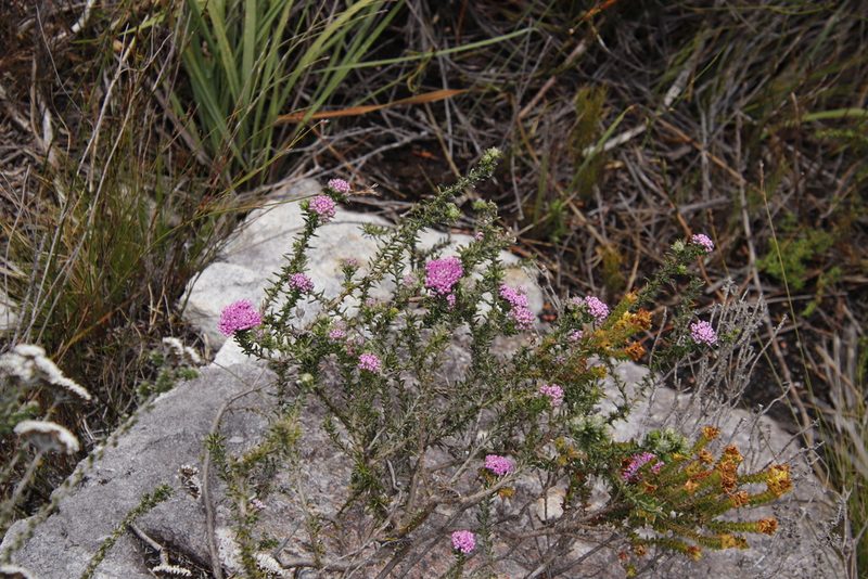Metalasia serrata, photographed by Tony Rebelo