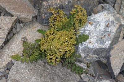 Anisotome flexuosa, photographed by Jacob Littlejohn