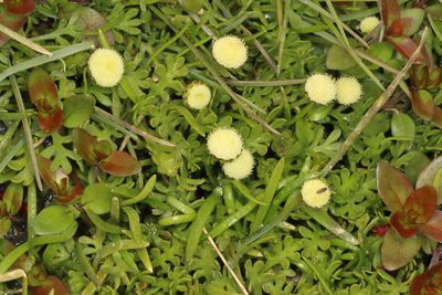 Leptinella pyrethrifolia, photographed by Jacob Littlejohn
