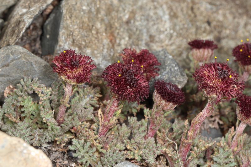 Leptinella atrata, photographed by Jacob Littlejohn