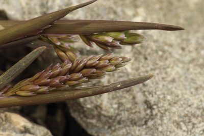 Poa buchananii, photographed by Jacob Littlejohn