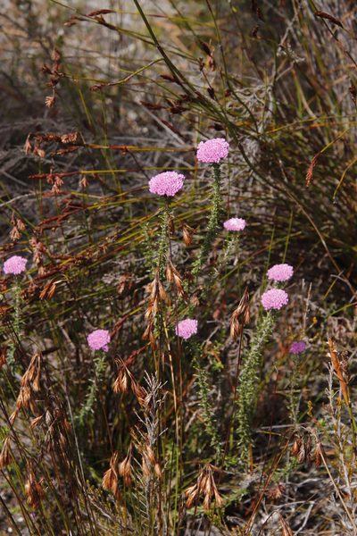 Metalasia serrata, photographed by Tony Rebelo