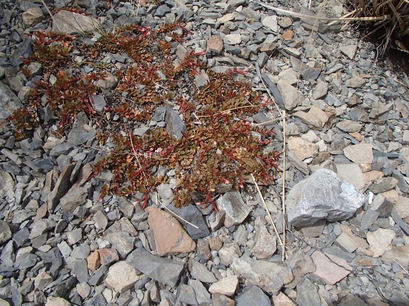 Epilobium tasmanicum, photographed by Jacob Littlejohn