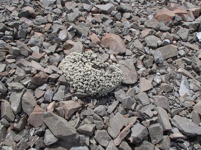 Haastia recurva, photographed by Jacob Littlejohn
