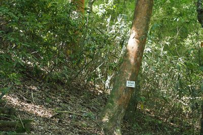 Stewartia monadelpha, photographed by harum.koh
