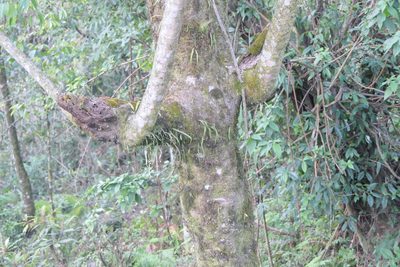 Macaranga denticulata, photographed by Dinesh Valke