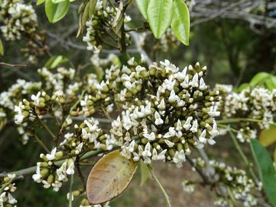 Dalbergia benthamii, photographed by Toby Y