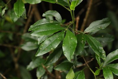 Zieria southwellii, photographed by Greg Tasney