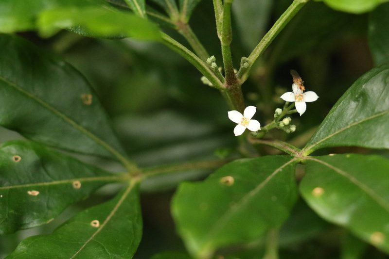 Zieria southwellii, photographed by Greg Tasney