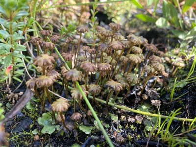 Marchantia berteroana, photographed by Tess McGrigor