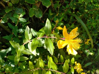 Hypericum calycinum, photographed by John Barkla