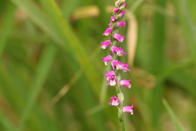Spiranthes australis, photographed by Greg Tasney