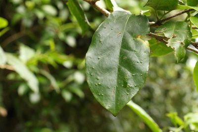 Pennantia cunninghamii, photographed by Greg Tasney