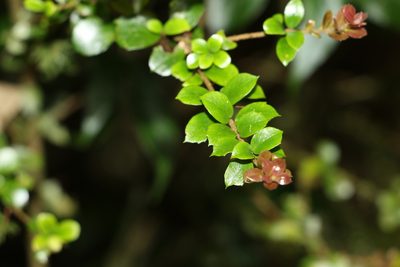 Pittosporum multiflorum, photographed by Greg Tasney