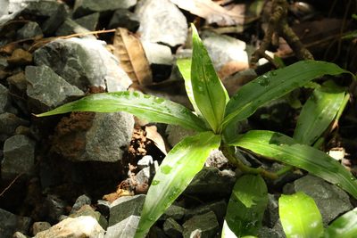 Pollia crispata, photographed by Greg Tasney