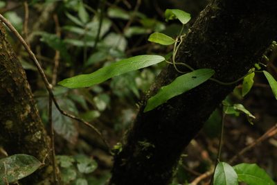 Carronia multisepalea, photographed by Greg Tasney