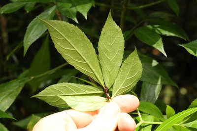 Sambucus australasica, photographed by Greg Tasney