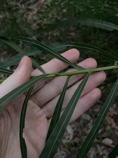 Acacia mabellae, photographed by Thomas Mesaglio