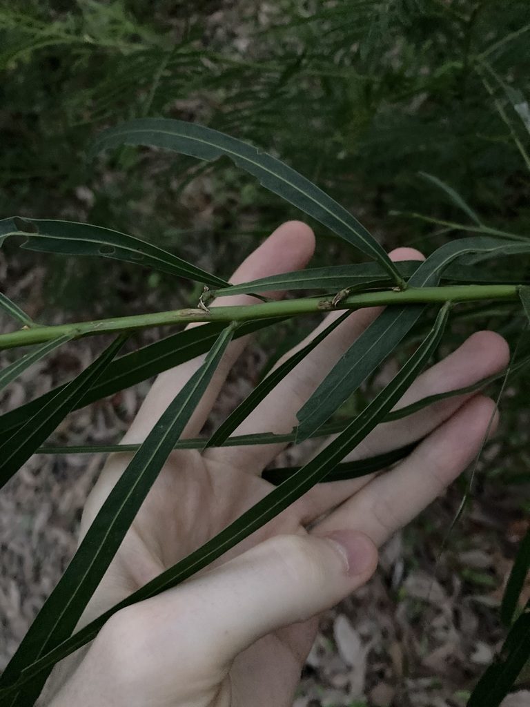 Acacia mabellae, photographed by Thomas Mesaglio