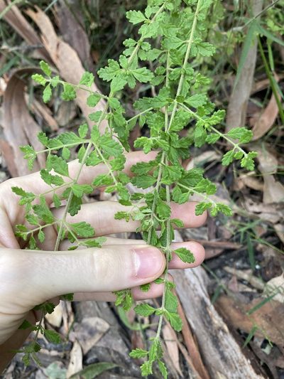 Prostanthera incana, photographed by Thomas Mesaglio