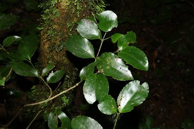 Daphnandra tenuipes, photographed by Greg Tasney