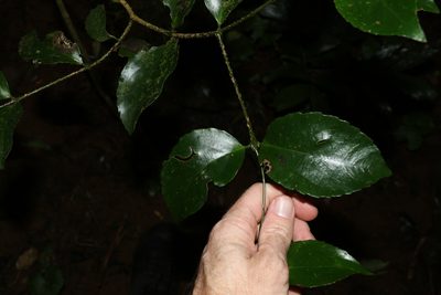 Daphnandra tenuipes, photographed by Greg Tasney