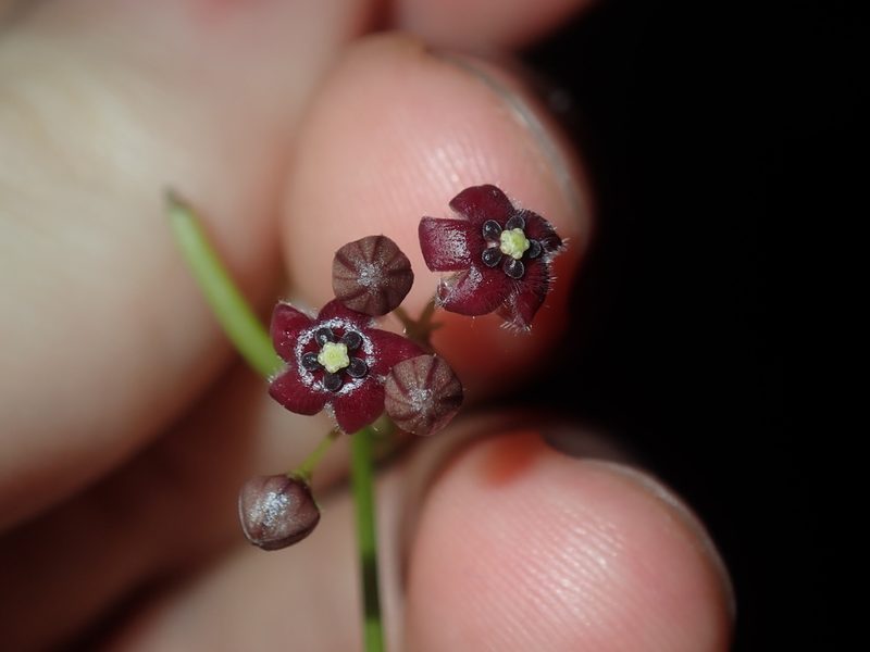 Vincetoxicum barbatum, photographed by Thomas Mesaglio