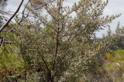 Grubbia rosmarinifolia, photographed by Tony Rebelo