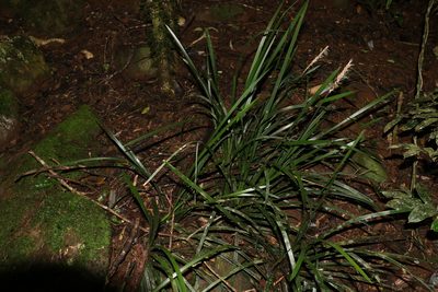 Lomandra spicata, photographed by Greg Tasney