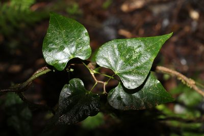 Sarcopetalum harveyanum, photographed by Greg Tasney