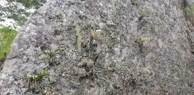 Rangaeris muscicola, photographed by Suvarna Parbhoo Mohan
