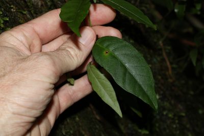 Parsonsia induplicata, photographed by Greg Tasney