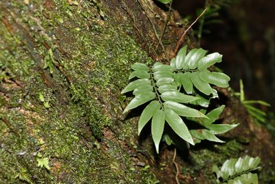 Arthropteris tenella, photographed by Greg Tasney