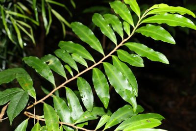 Ardisia bakeri, photographed by Greg Tasney