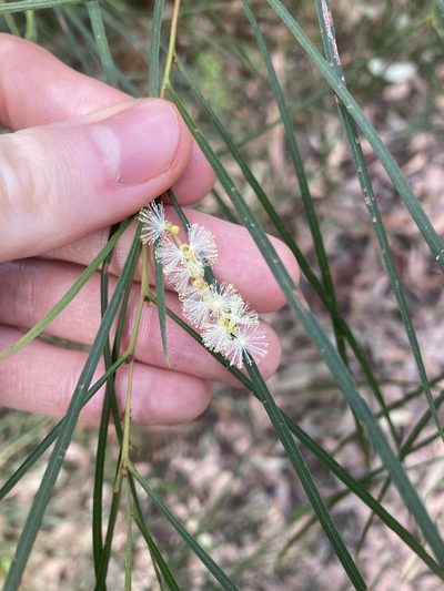 Acacia longissima, photographed by Thomas Mesaglio