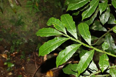 Harpullia alata, photographed by Greg Tasney