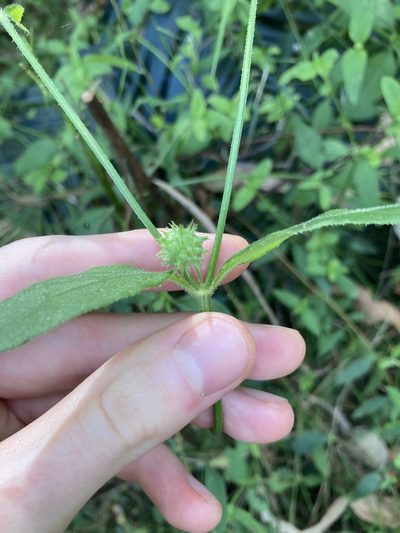Opercularia aspera, photographed by Thomas Mesaglio