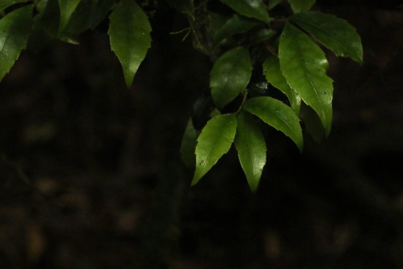 Symplocos baeuerlenii, photographed by Greg Tasney