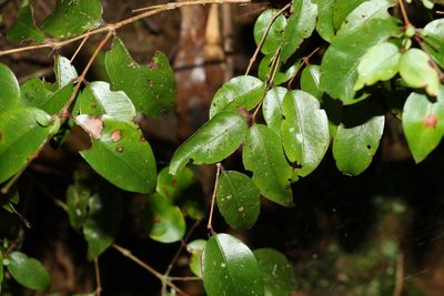 Decaspermum humile, photographed by Greg Tasney