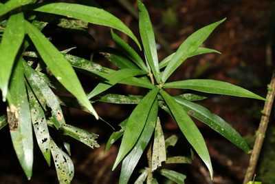Tasmannia insipida, photographed by Greg Tasney