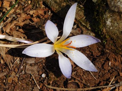 Crocus variegatus, photographed by Andrea Adelfio