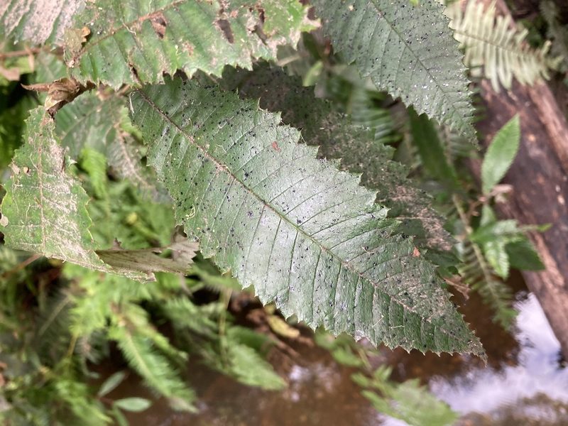 Callicoma serratifolia, photographed by Thomas Mesaglio