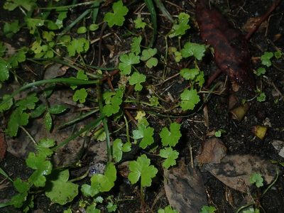 Hydrocotyle sibthorpioides, photographed by Thomas Mesaglio