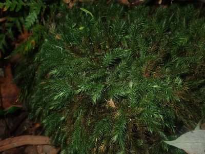 Pyrrhobryum spiniforme, photographed by Thomas Mesaglio