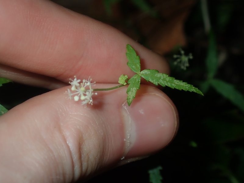 Hydrocotyle geraniifolia, photographed by Thomas Mesaglio