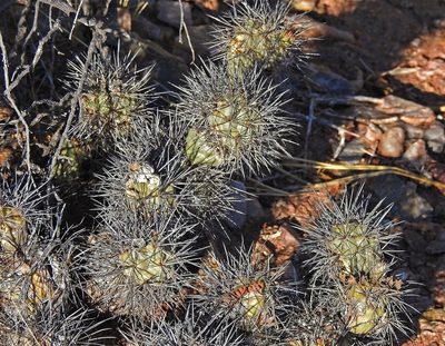 Tephrocactus alexanderi, photographed by Hugo Hulsberg