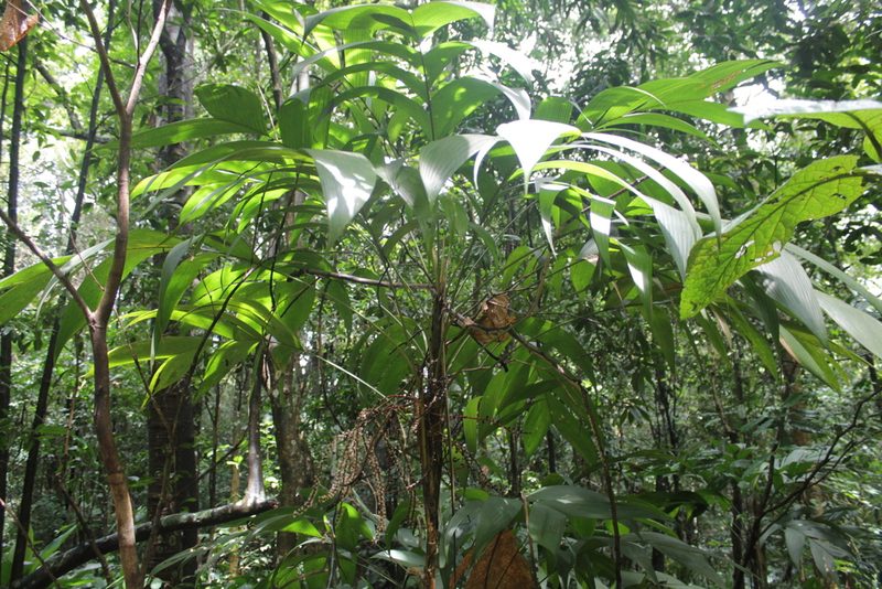 Geonoma pohliana, photographed by Bruno Henrique Aranda