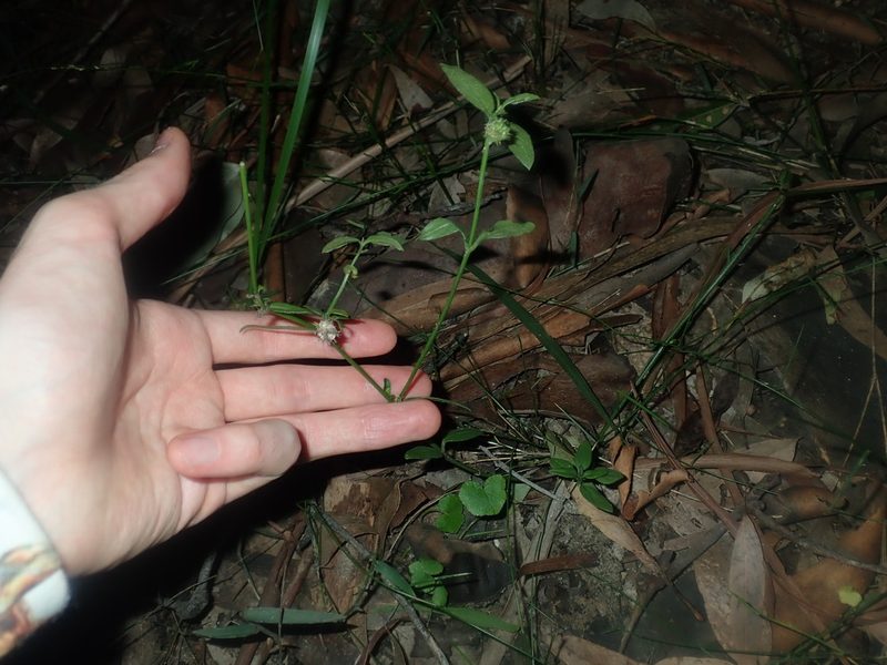 Opercularia aspera, photographed by Thomas Mesaglio