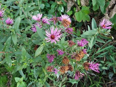 Symphyotrichum novae-angliae, photographed by Jody Shugart