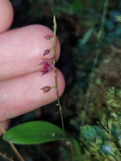 Platystele consobrina, photographed by Daniel Mesa